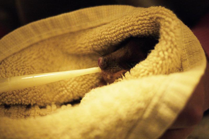 SOS possums en détresse SOS possums en détresse
