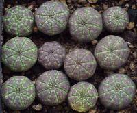 Euphorbias_02 Euphorbias_02