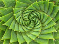 Plante-grasse Plante-grasse