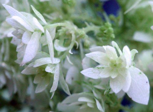 Hayes Starbust 5 hayes fleurs romi 22 juil 2010 076.jpg