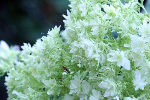 Hayes Starbust 1 hayes romi 22 juil 2010 071.jpg