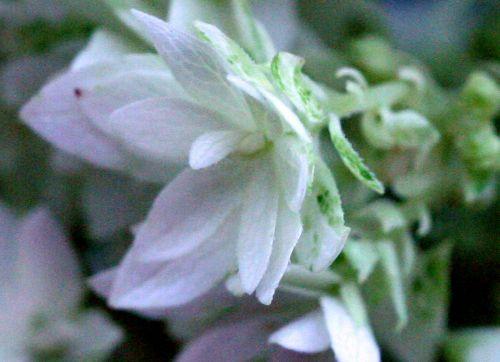 Hayes Starbust 6 hayes fleur romi 22 juil 2010 075.jpg