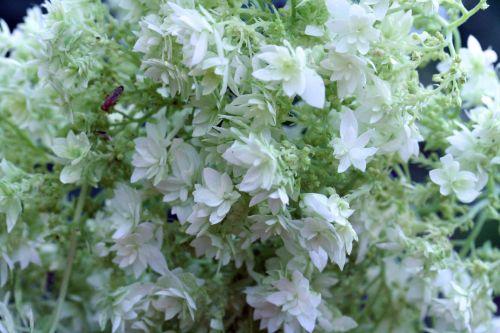 Hayes Starbust 2 hayes romi 22 juil 2010 074.jpg