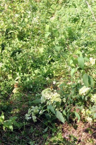 Hayes Starbust f hayes romilly 21 août 2012 011.jpg