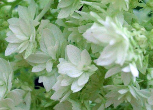 Hayes Starbust 3 hayes romi 22 juil 2010 073.jpg