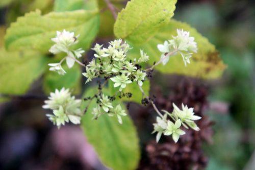 Hayes Starbust hayes romi 27 nov 2011 014.jpg