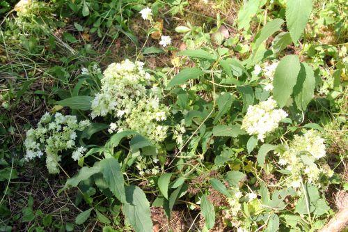 Hayes Starbust a romilly 21 août 2012 015.jpg