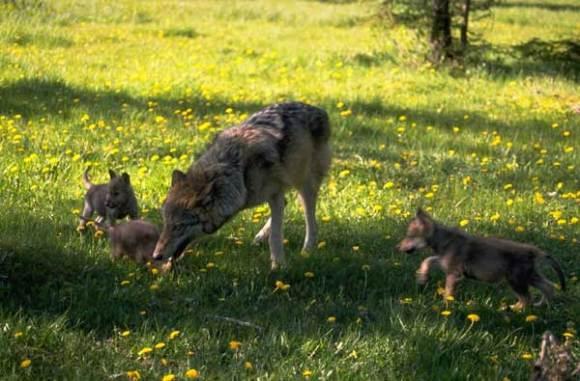 loups battue loups var Feu vert pour abattre le loup