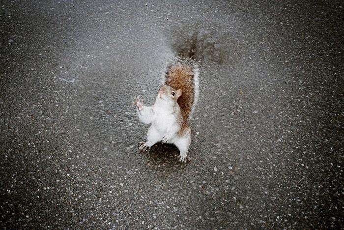 5 Peter Kaaden, la réalité à l’état brut