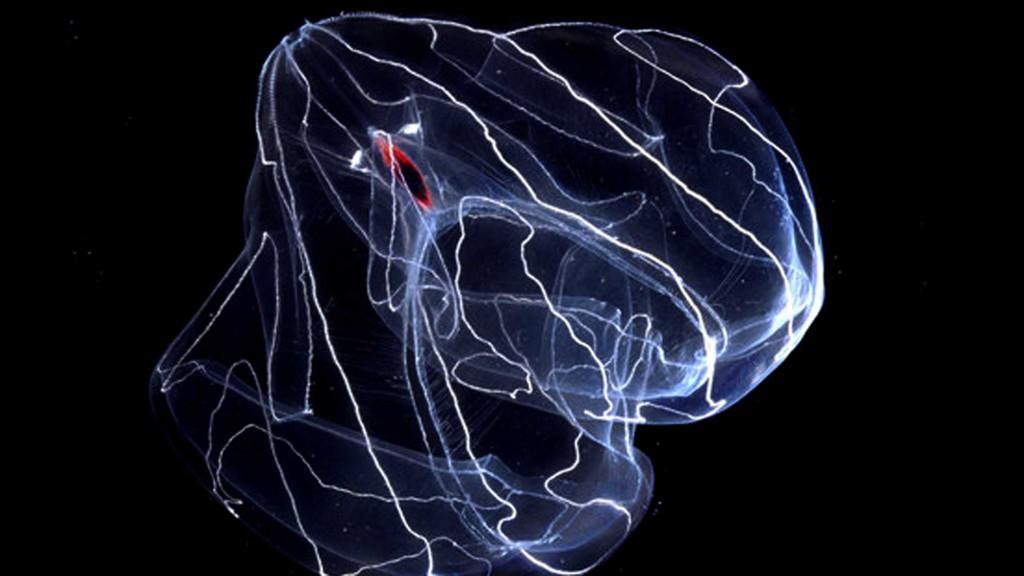 3 The Snorks : a concert for creatures