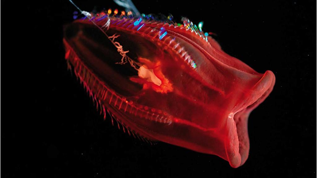 1 The Snorks : a concert for creatures