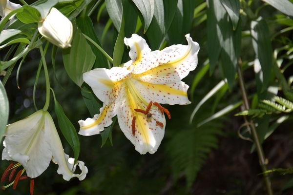 Comme un vieillard fou de dessin, j'aime les grands lys ... DSC_5292