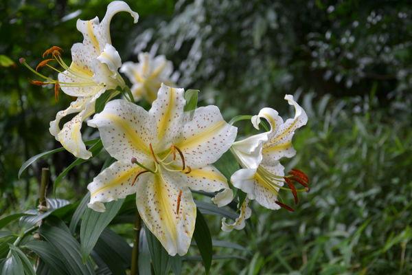 Comme un vieillard fou de dessin, j'aime les grands lys ... DSC_5277