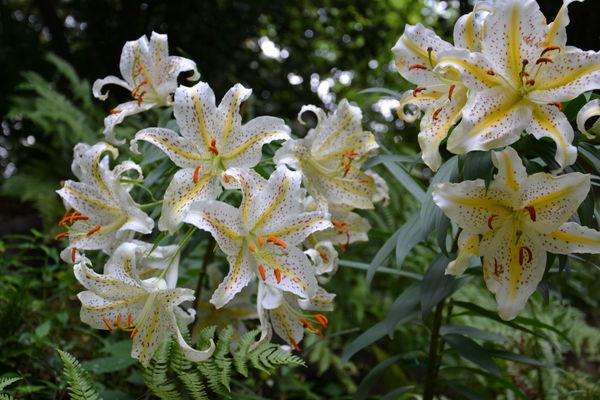 Comme un vieillard fou de dessin, j'aime les grands lys ... DSC_5297