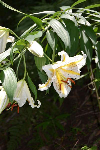 Comme un vieillard fou de dessin, j'aime les grands lys ... DSC_5291