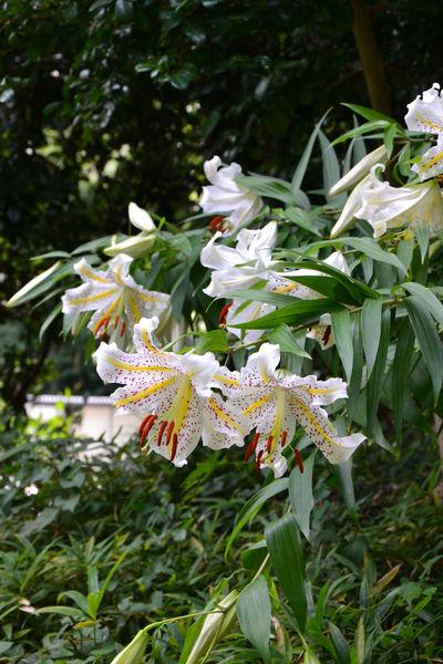 Comme un vieillard fou de dessin, j'aime les grands lys ... DSC_5300