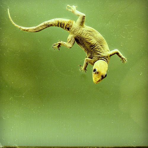 lézard Moi blogueuse beauté, je vous parle de ma routine quotidienne