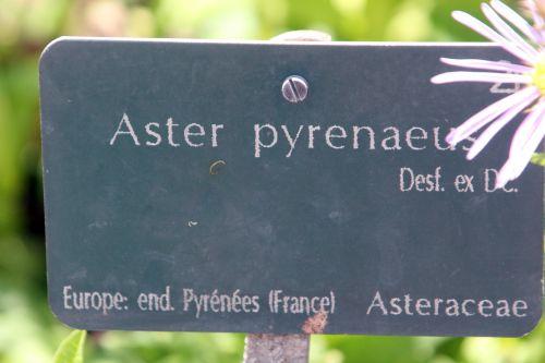 9 aster pyrenaeus paris 21 juil 2012 238.jpg