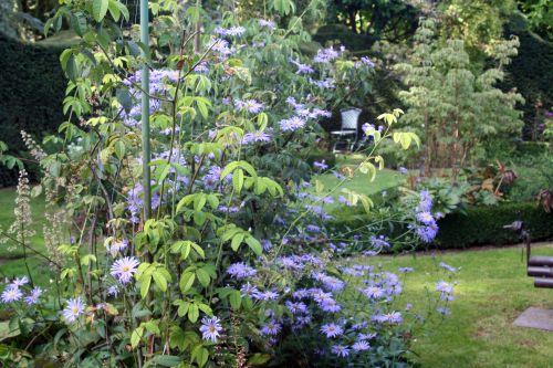 aster lutetia courtoiseau 11 sept 2010 046.jpg