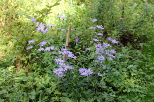 aster lutetia romi 1 5 sept 2011 012.jpg