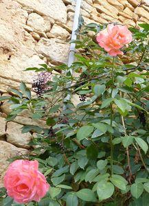 Chronique d'un automne annoncé ... P1070732