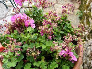 Chronique d'un automne annoncé ... P1070731