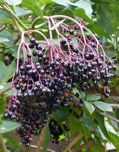 Chronique d'un automne annoncé ... P1070734