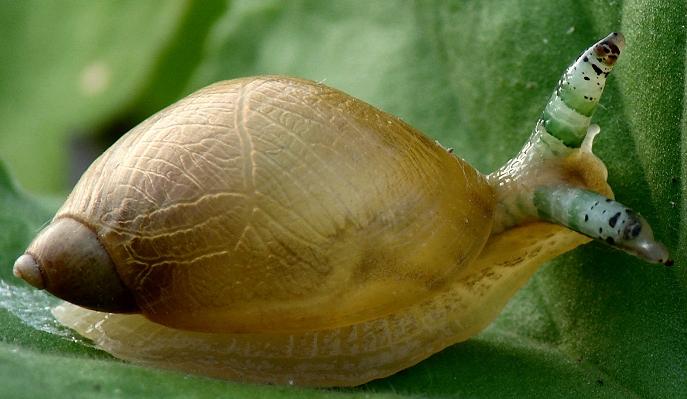 Succinea putris, après zombification Succinea putris, après zombification
