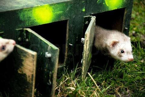 Furetage en août Furetage en août