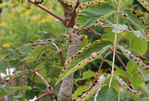 Aralia spinosa 6 aralia spinosa tige 12 août p 021.jpg