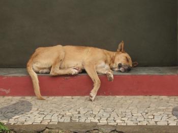 TARPONS ARDECHOIS TARPONS ARDECHOIS