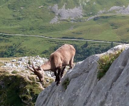 Ça monte lac de peyre,col de la colombière,haute-savoie,chamois,rando,dénivelé