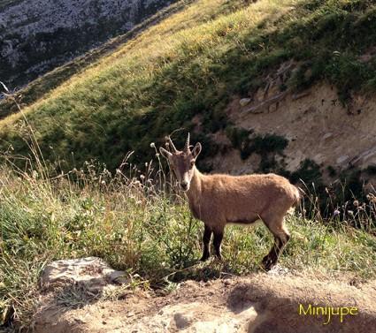 Ça monte lac de peyre,col de la colombière,haute-savoie,chamois,rando,dénivelé