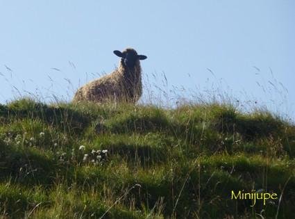 Ça monte lac de peyre,col de la colombière,haute-savoie,chamois,rando,dénivelé