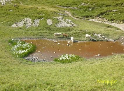 Ça monte lac de peyre,col de la colombière,haute-savoie,chamois,rando,dénivelé