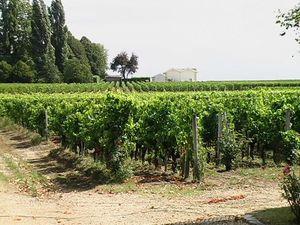 Visite au château Bourgneuf (Pomerol) Bourgneuf 005