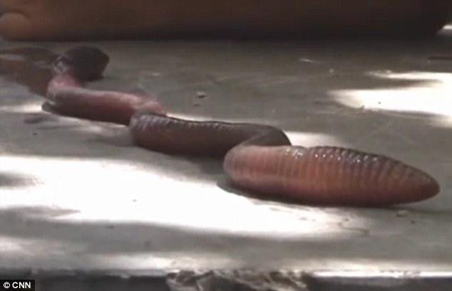 Goliath: This giant earthworm has stunned neighbours after being discovered outside a house in China