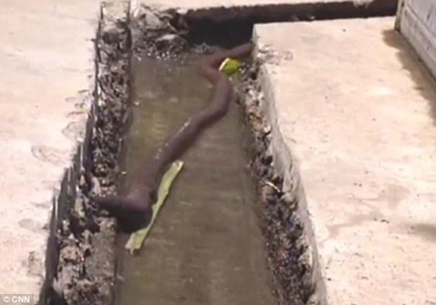 Snake-like: The half-metre-long invertebrate was found in a gutter by Li Zhiwei, a worker from the Forestry Bureau of Binchuan County
