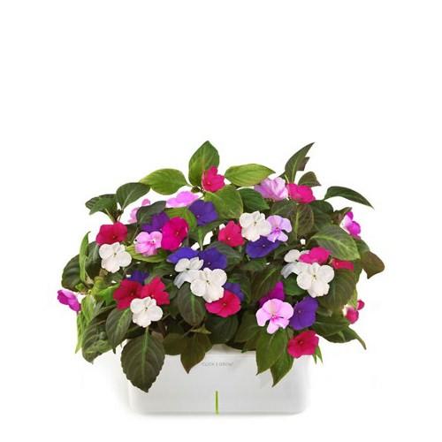 Design et Maîtrise de la Nature : La Click and Grow box Design et Maîtrise de la Nature : La Click and Grow box