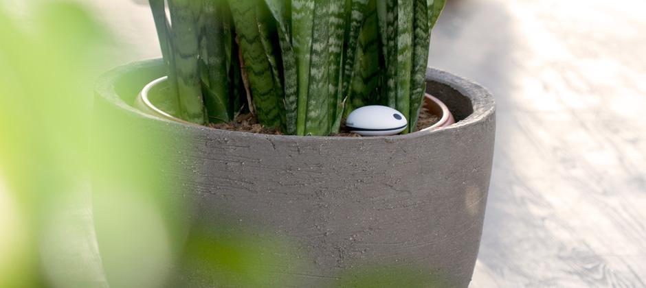 Le WiFi Plant Sensor surveille vos plantes à distance Le WiFi Plant Sensor surveille vos plantes à distance