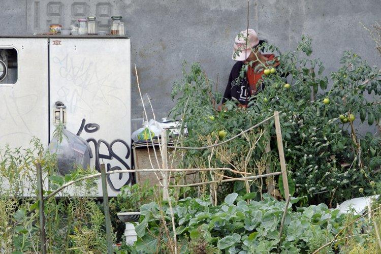 Un sans-abri cultive son potager sous un viaduc Un sans-abri cultive son potager sous un viaduc