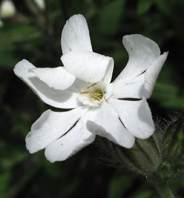 Au bord du chemin (15) : des fleurs blanches