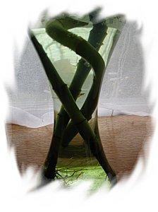 nenuphar aout2012-091.JPG