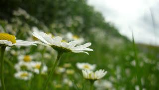 Japonisme : 片田舎 - Katainaka Japonisme : 片田舎 - Katainaka