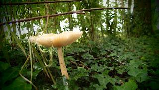 Japonisme : 片田舎 - Katainaka Japonisme : 片田舎 - Katainaka