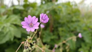 Japonisme : 片田舎 - Katainaka Japonisme : 片田舎 - Katainaka