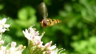 Japonisme : 片田舎 - Katainaka Japonisme : 片田舎 - Katainaka