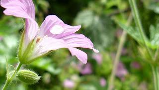 Japonisme : 片田舎 - Katainaka Japonisme : 片田舎 - Katainaka