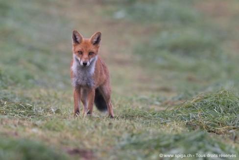 Les yeux dans les yeux avec maître Renard... Portrait de Maître Renard…