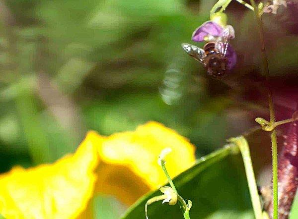 Interlude fleuri et air entêtant rames-potimarron-abeille.jpg